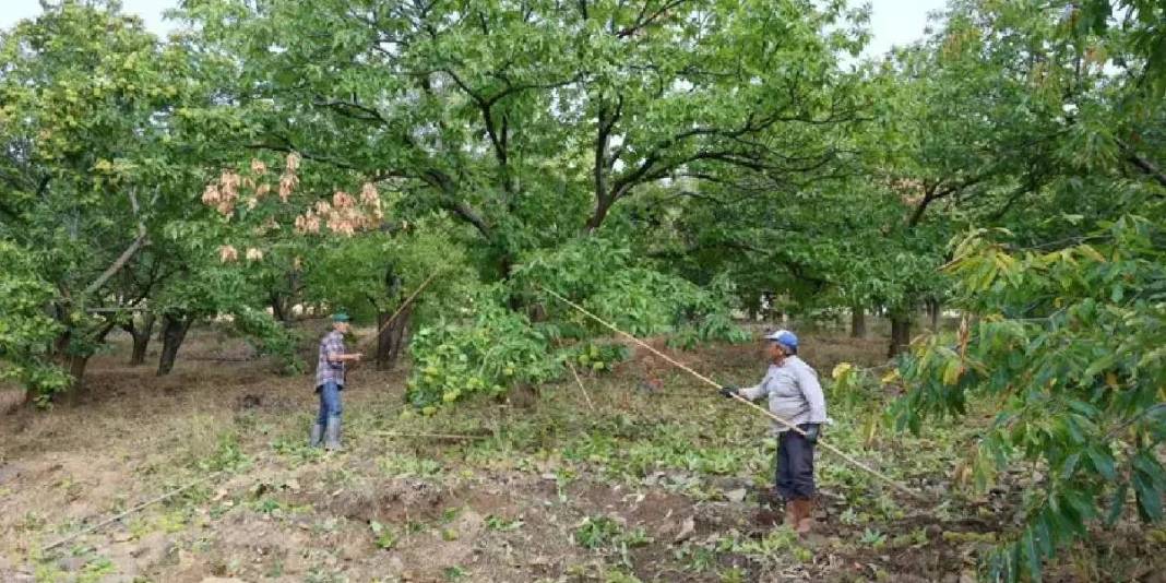 İşçi olmadan hasat başladı! Yevmiyeyi 5.000 TL’ye çıkarmaları da yaramadı: 20 günlük mesai her şeye rağmen sürecek 3